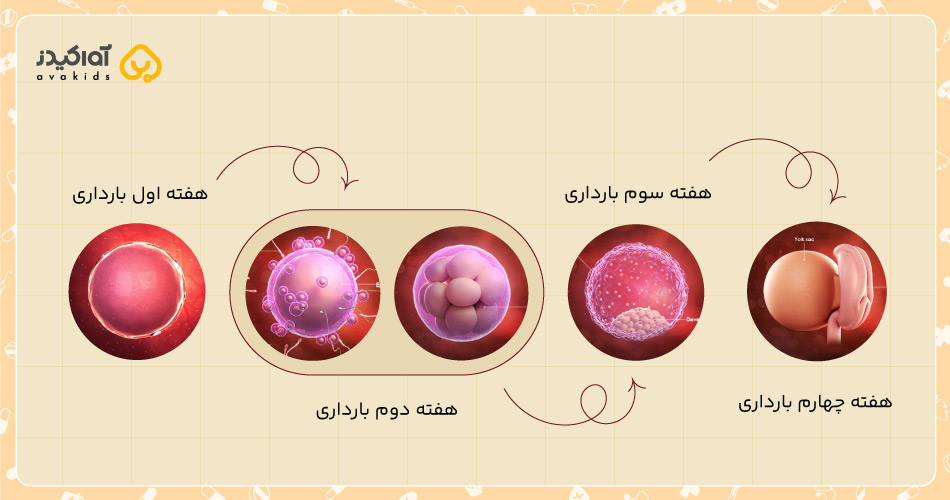 شکل جنین در ماه اول بارداری